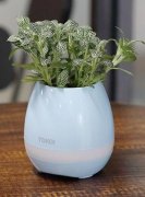 音樂花盆全知道